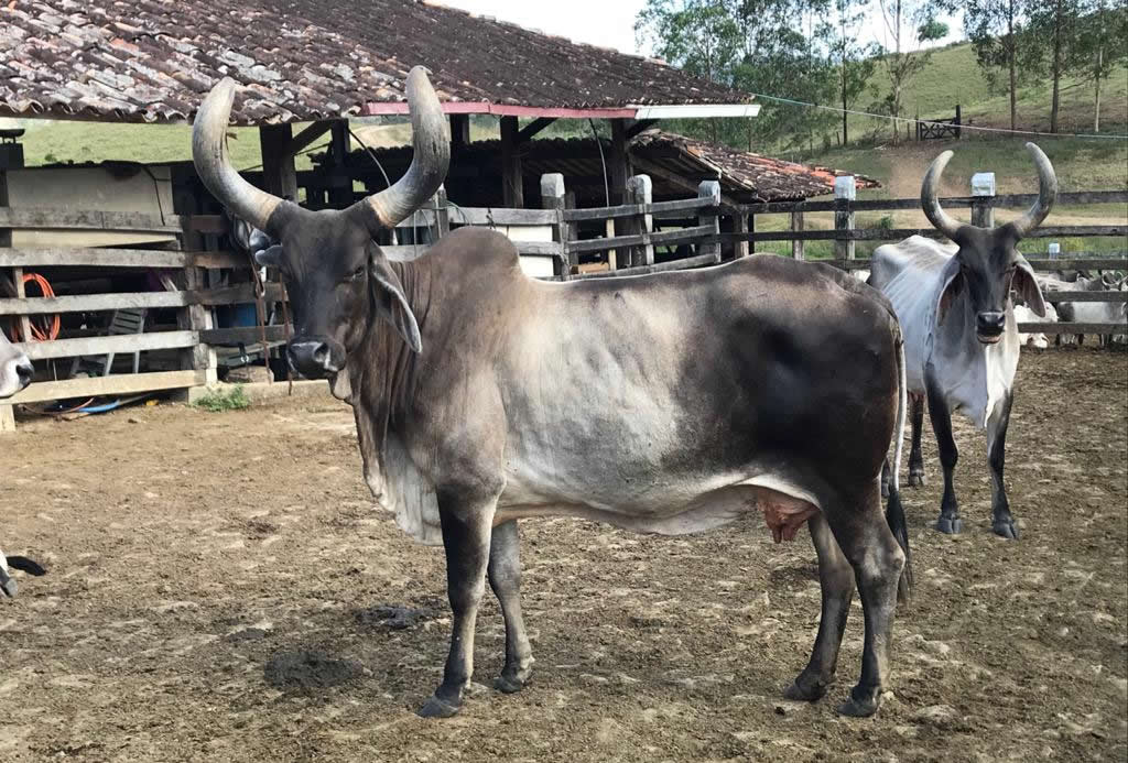 Pecuaristas do Nordeste criam Núcleo Kankrej