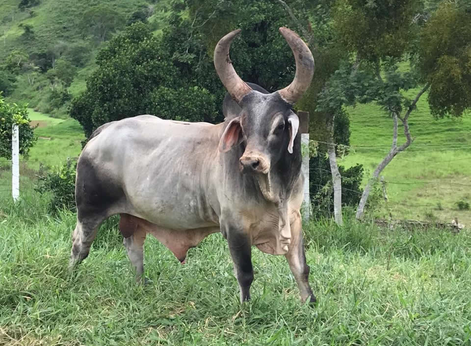 Pecuaristas do Nordeste criam Núcleo Kankrej