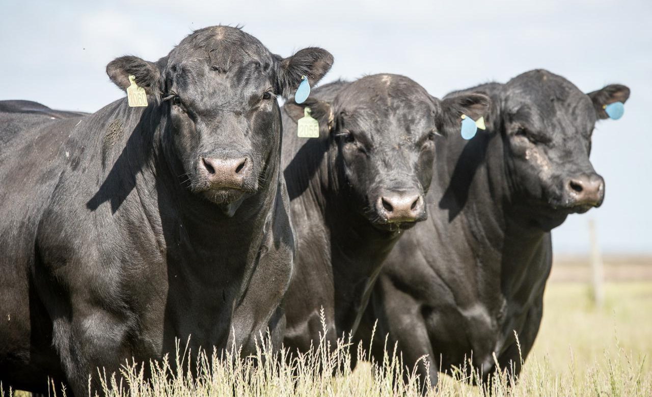 Top Taurinos- Angus e Brangus lideram no Brasil