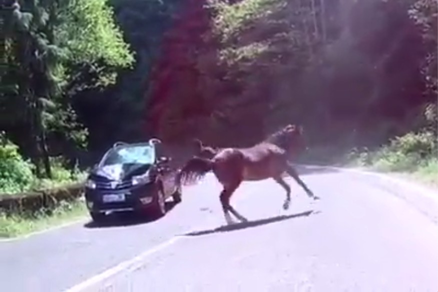 Capim que pode matar os cavalos - CompreRural