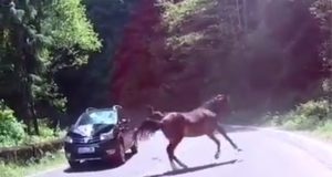 Vídeo brutal mostra cavalo sendo atropelado em serra 1