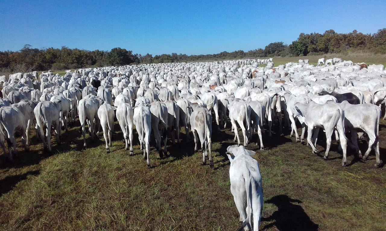 Peão tocando a boiada - Mato Grosso