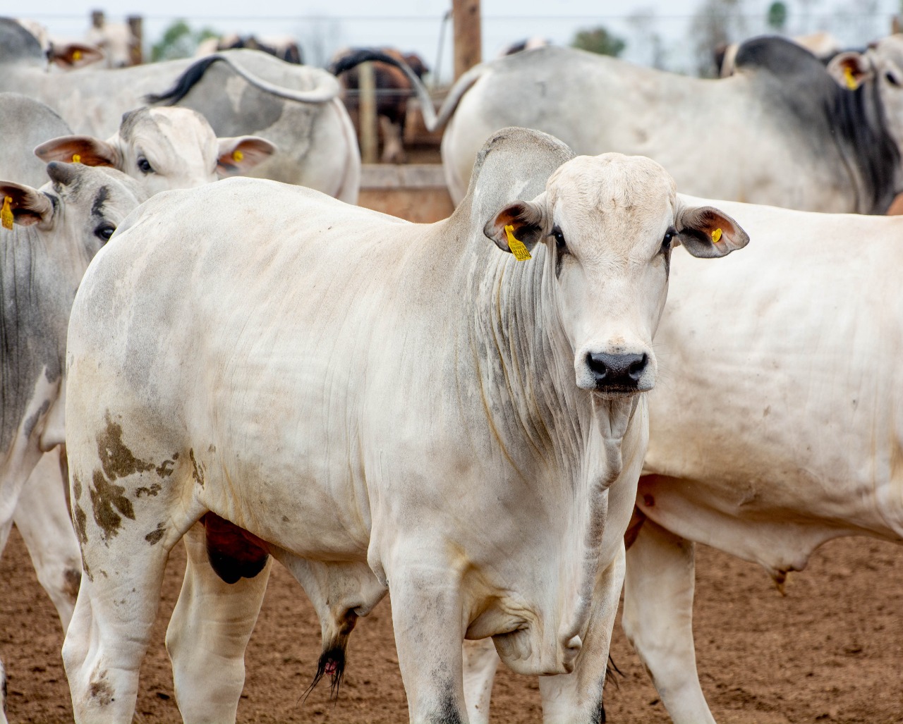 Boiada estoura e arroba bate R$235, segura peão! - CompreRural