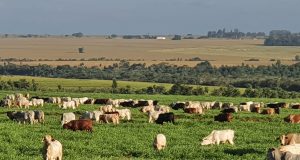 Fazenda diminui 75% da área de pecuária e aumenta 30% da produção