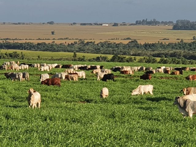Fazenda diminui 75% da área de pecuária e aumenta 30% da produção Fazenda diminui 75% da área de pecuária e aumenta 30% da produção