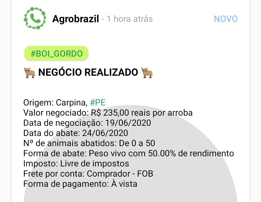 Boiada estoura e arroba bate R$235, segura peão! - CompreRural