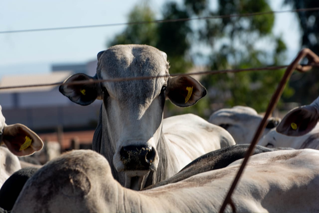 Boiada estoura e arroba bate R$235, segura peão! - CompreRural