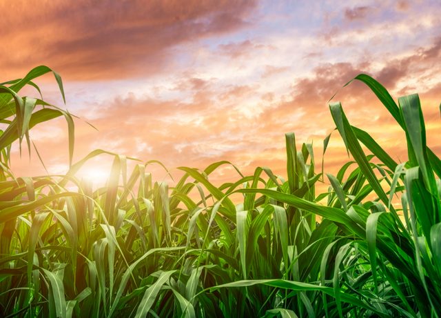 Duas proteínas bioinseticidas, inócuas para seres humanos e tóxicas para insetos, são expressas em toda a extensão da planta Duas proteínas bioinseticidas, inócuas para seres humanos e tóxicas para insetos, são expressas em toda a extensão da planta