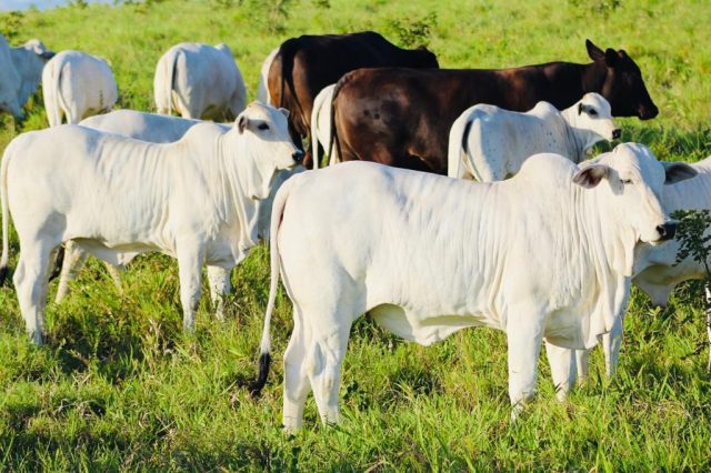 bezeerra nelore fruto de barriga de aluguel com f1 bezeerra nelore fruto de barriga de aluguel com f1