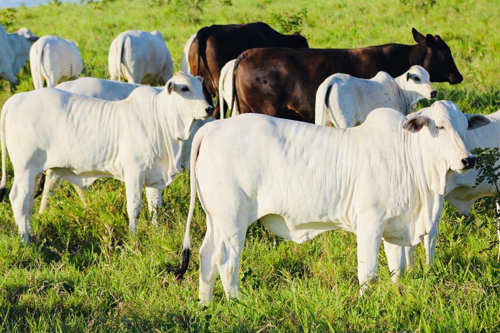 bezeerra nelore fruto de barriga de aluguel com f1