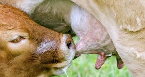bezerro mamando gostoso da vaca