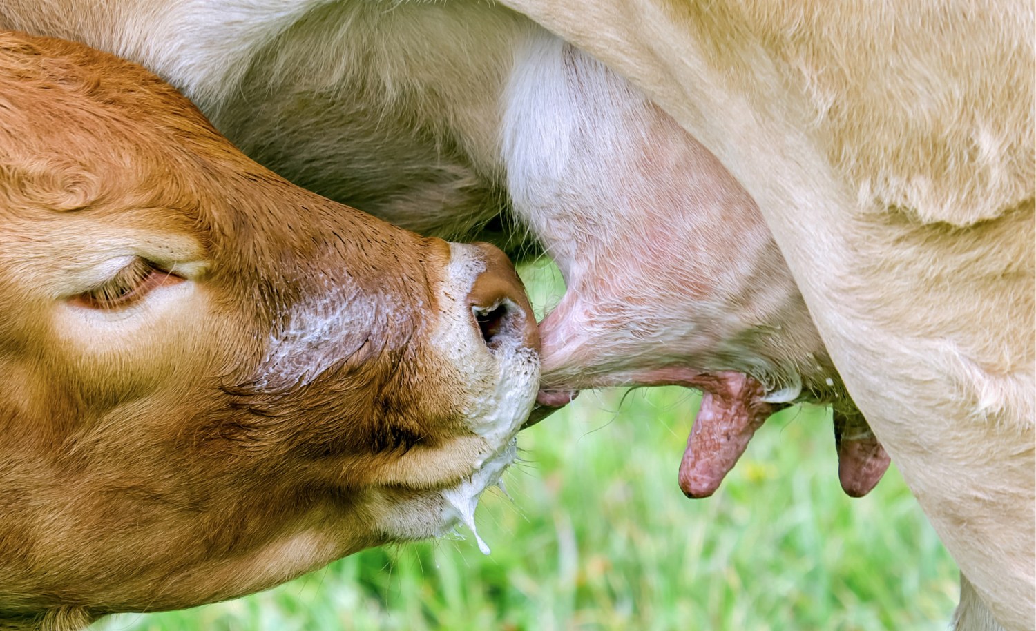 bezerro mamando gostoso da vaca