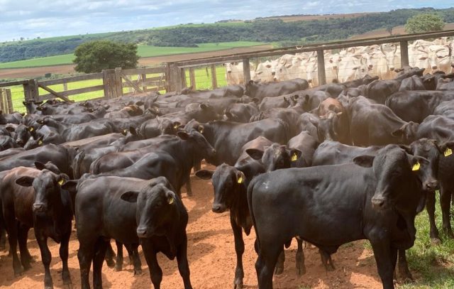 bezerros gado nelore x angus bezerros gado nelore x angus