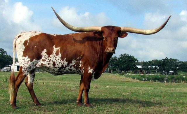 Longhorn