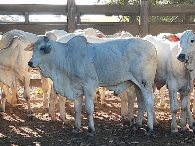 fazenda-luapa-leonardo-paladini-5 fazenda-luapa-leonardo-paladini
