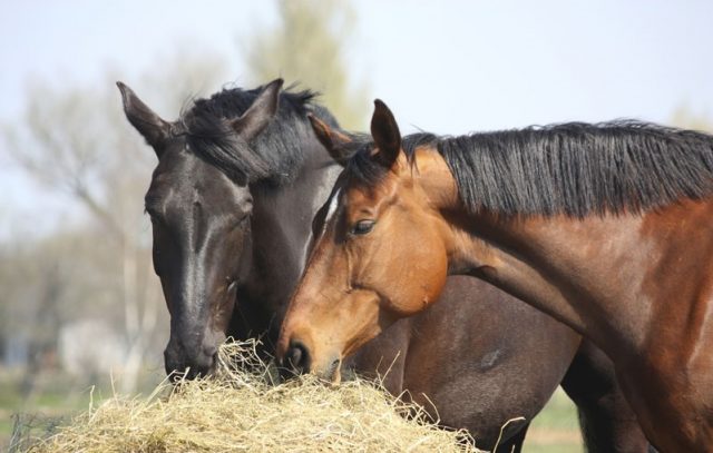 alimentação dos cavalos