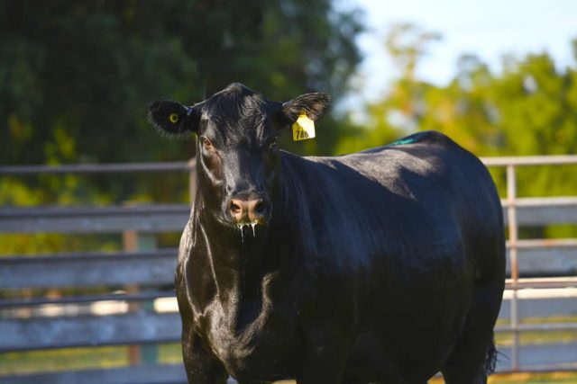 gado da vintage angus ranch gado da vintage angus ranch