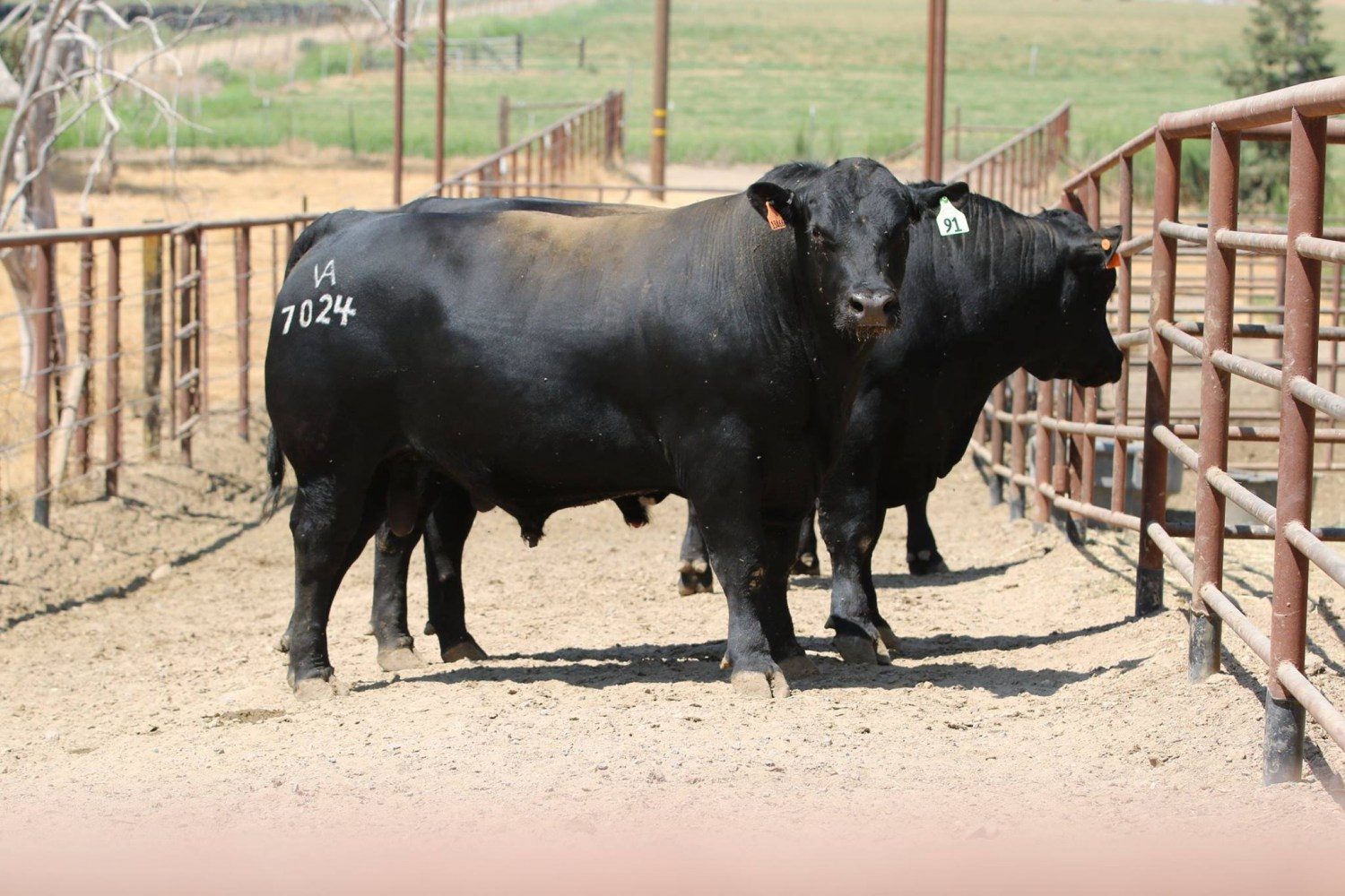 gado da vintage angus ranch