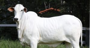 leilao-nelore-fazenda-brumado-2020