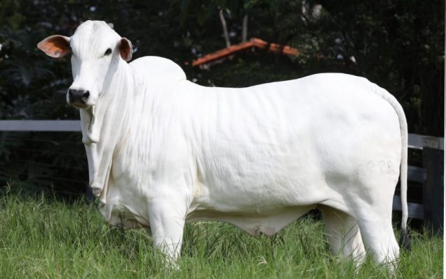 leilao-nelore-fazenda-brumado-2020 leilao-nelore-fazenda-brumado-2020