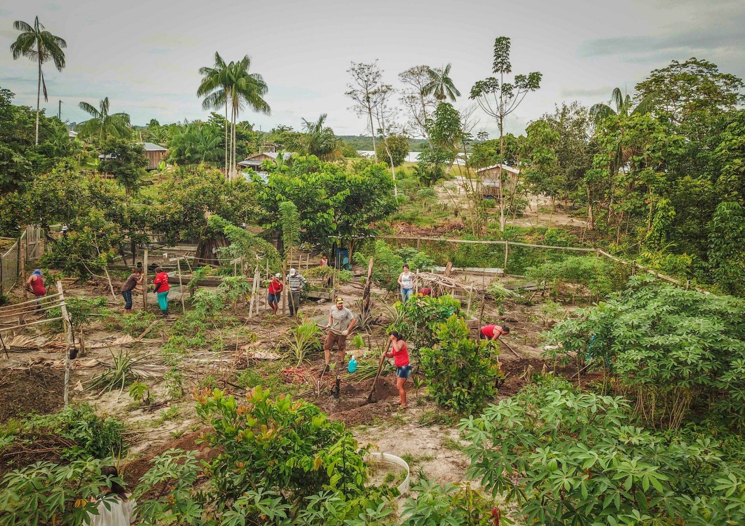 o que é AGROFLORESTA