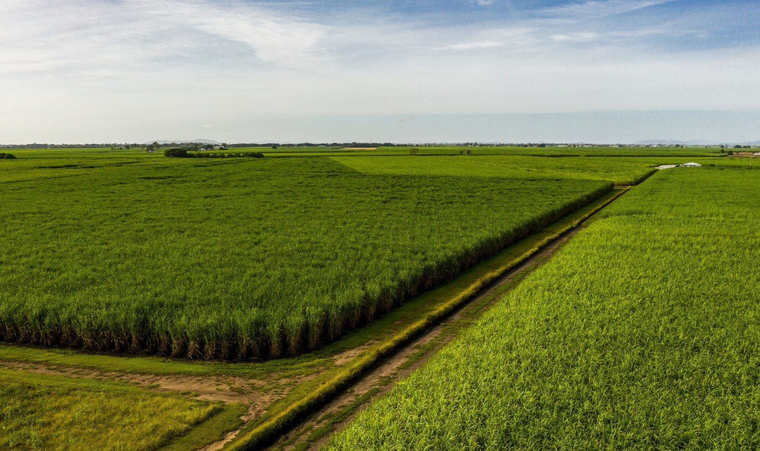 MS Cana, é uma tecnologia de nutrição para a cana-de-açúcar desde as primeiras fases da brotação até o período de maior desenvolvimento da Cultura