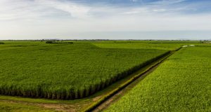 MS Cana, é uma tecnologia de nutrição para a cana-de-açúcar desde as primeiras fases da brotação até o período de maior desenvolvimento da Cultura