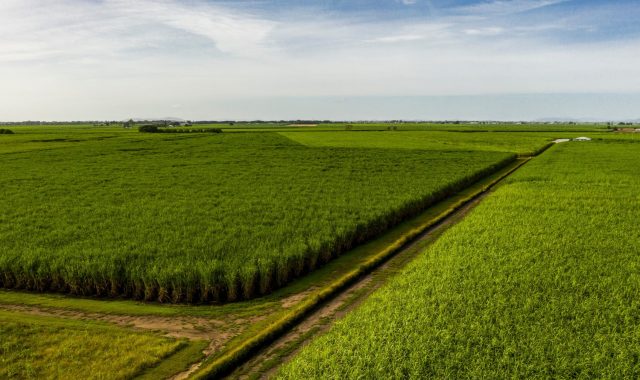 MS Cana, é uma tecnologia de nutrição para a cana-de-açúcar desde as primeiras fases da brotação até o período de maior desenvolvimento da Cultura MS Cana, é uma tecnologia de nutrição para a cana-de-açúcar desde as primeiras fases da brotação até o período de maior desenvolvimento da Cultura