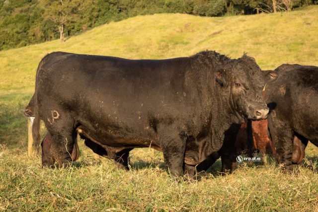 touro angus