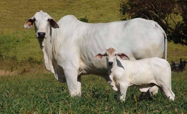 vaca tabapua com bezerro ao pe vaca tabapua com bezerro ao pe