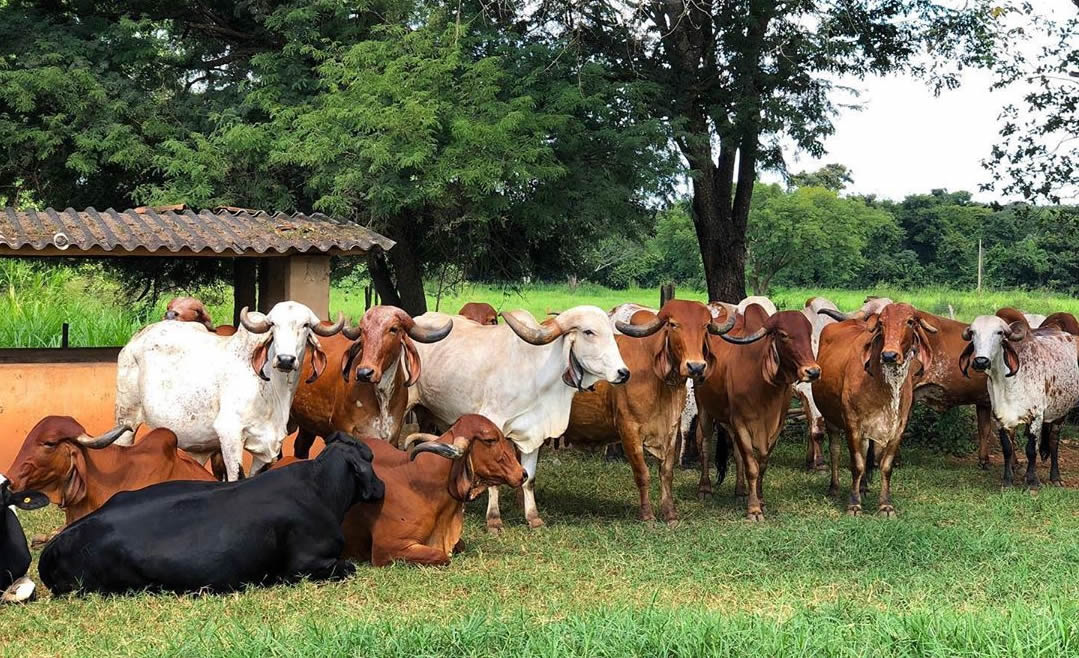 vacas gir leiteiro e girolando