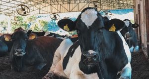 vacas leiteiras deitadas no compost barn