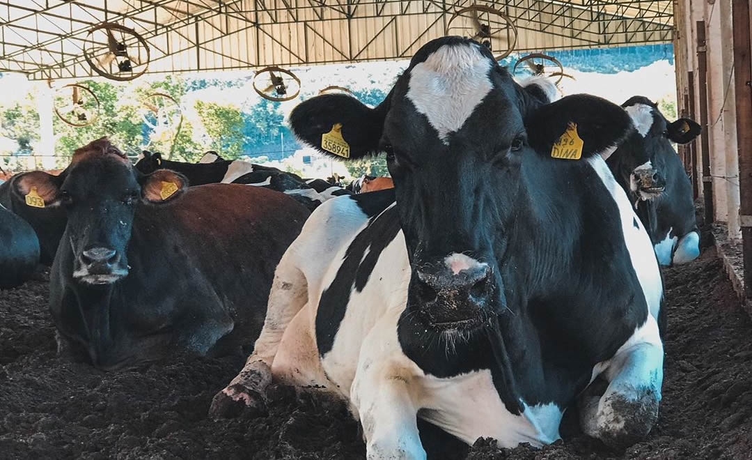 vacas leiteiras deitadas no compost barn