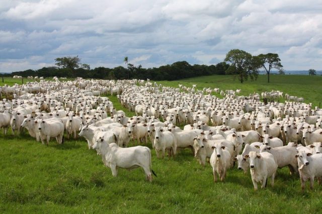 Primíparas de corte: como melhorar a taxa de prenhez? Primíparas de corte: como melhorar a taxa de prenhez?