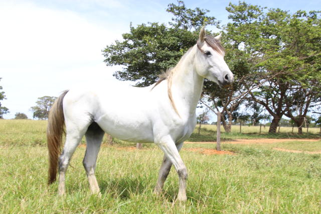 Versátil, Cavalo Pantaneiro conquista espaço no mercado – Revista Rural