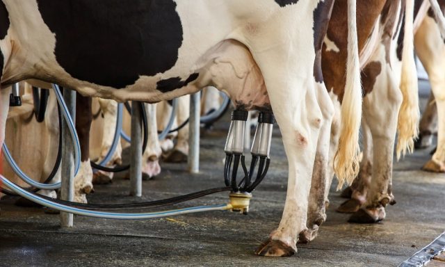 16 Práticas que garantem a higiene na ordenha