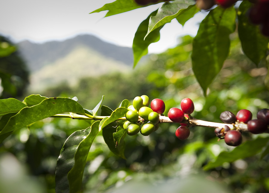 Ripe coffee beans (cherries)