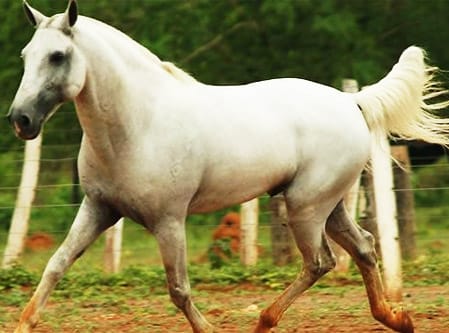 cavalo pulando no Pantanal de mato grosso 🤠 