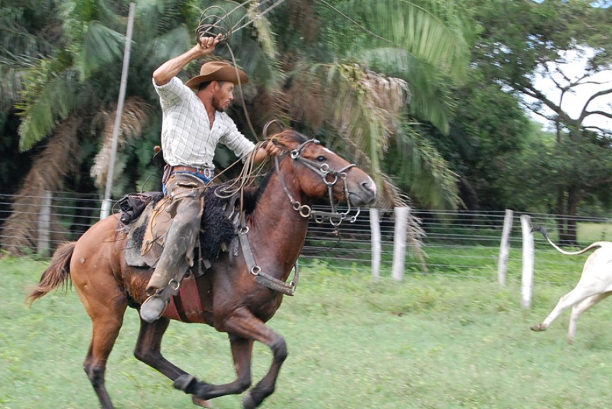 Cavalo Pantaneiro, símbolo da diversidade do pantanal - Portal Escola do  Cavalo