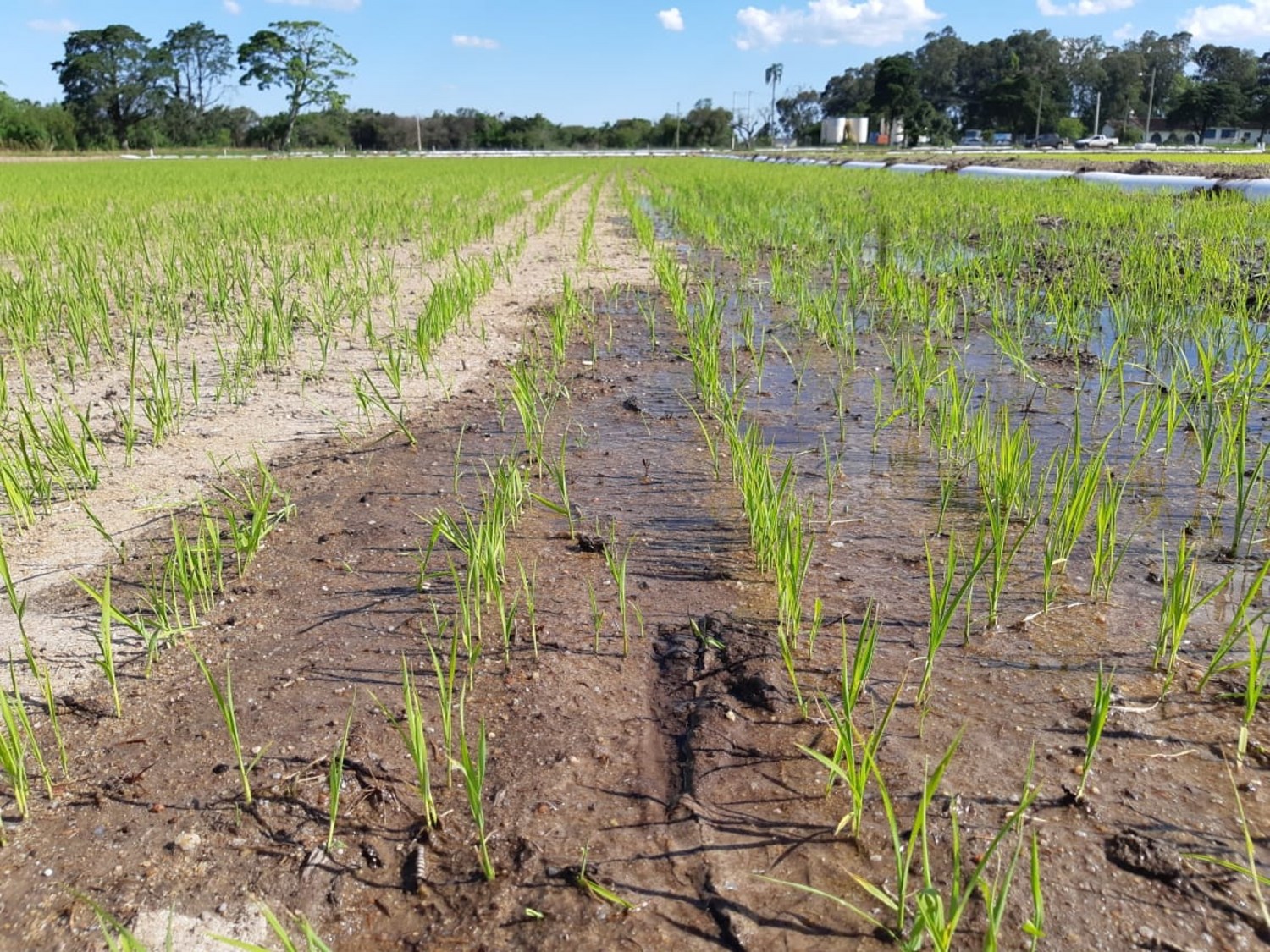 Arroz - Crédito Irga Zona Sul Divulgação