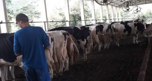 Bancada ruralista pede apoio do governo ao setor leiteiro