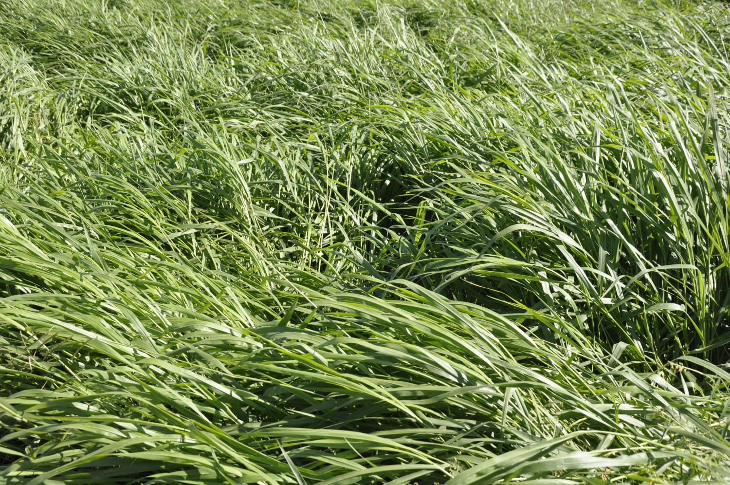 Brachiária brizantha, cultivar BRS Paiaguás