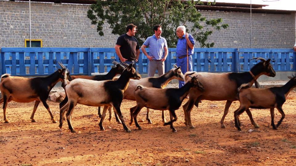 Cabras da raça nativa Repartida com o criador de tudo, Manuelito Dantas e nós ao fundo