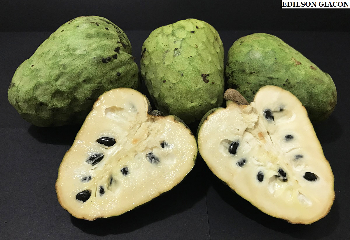 Cherimola ou Cherimoia