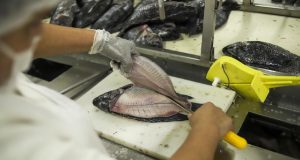 Com 1º semestre de crescimento em exportações, piscicultura mostra seu potencial entre as proteínas animais