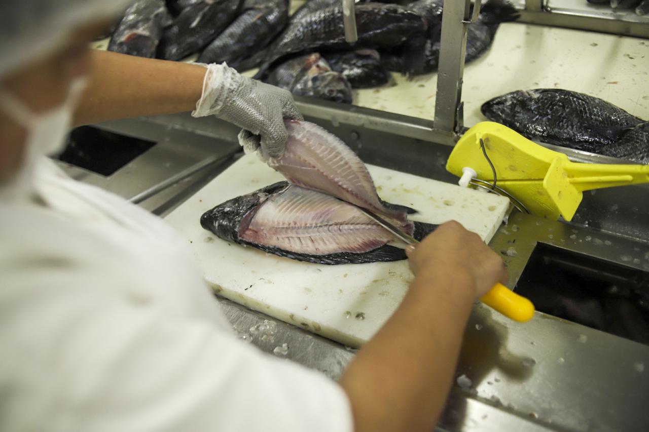 Com 1º semestre de crescimento em exportações, piscicultura mostra seu potencial entre as proteínas animais