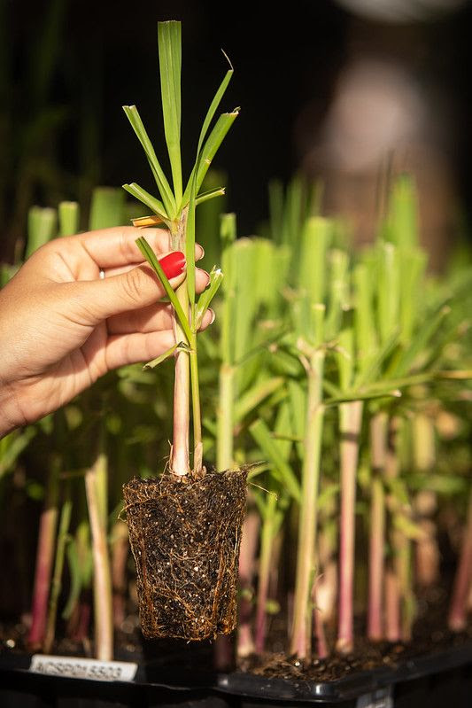 Conquista é fruto de MPB + MEIOSI no plantio de nova variedade