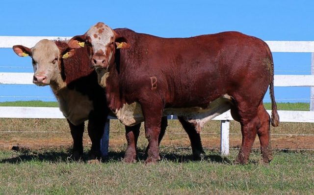 Hereford e Braford