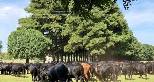 Leilão virtual faz média de R$ 16 mil para touros Angus