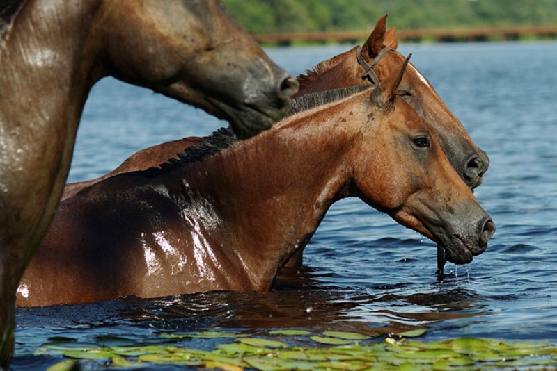 Cavalo Crioulo no Pantanal Matogrossense 